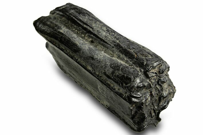 Pleistocene Aged Fossil Horse Tooth - Georgia #329828